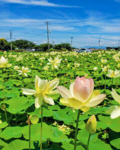 羽島市大賀ハス園、6月夏の花、岐阜県羽島市の観光・撮影スポットの名所