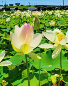羽島市大賀ハス園、6月夏の花、岐阜県羽島市の観光・撮影スポットの名所