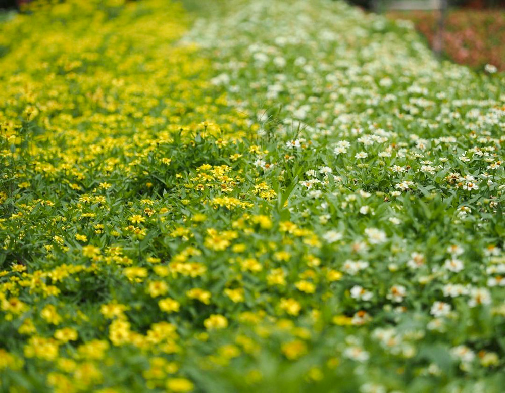 滋賀農業公園ブルーメの丘 、8月夏の花、滋賀県蒲生郡の観光・撮影スポットの名所