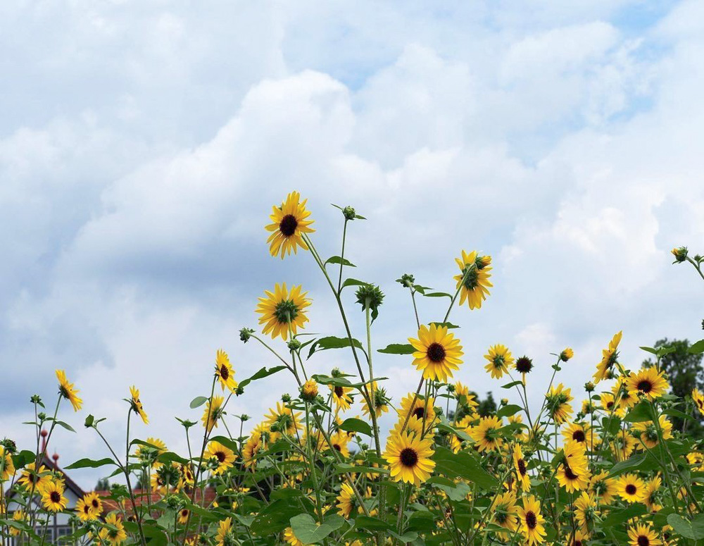 滋賀農業公園ブルーメの丘 、ひまわり、8月夏の花、滋賀県蒲生郡の観光・撮影スポットの名所