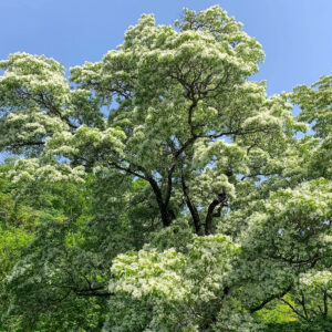犬山市ヒトツバタゴ、5月夏の花、愛知県犬山市の観光・撮影スポットの名所