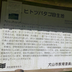 犬山市ヒトツバタゴ、5月夏の花、愛知県犬山市の観光・撮影スポットの名所