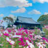 般若寺、コスモス、10月秋、奈良県奈良市の観光・撮影スポットの名所