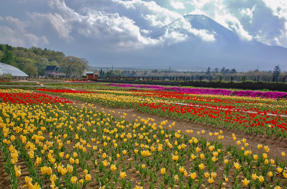 花の都公園、チューリップ４月春の花、山梨県南都留郡の観光・撮影スポットの名所