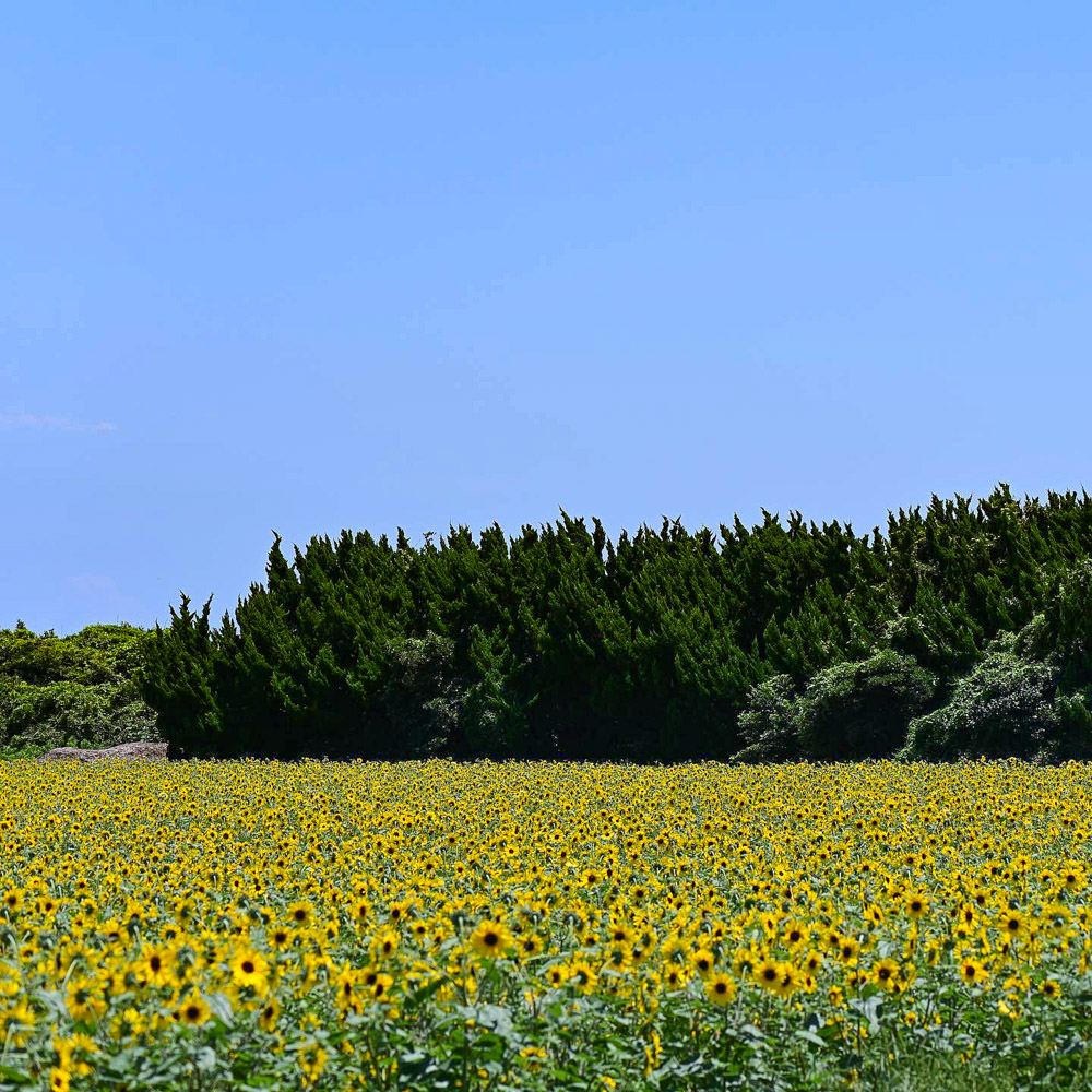 伊良湖菜の花ガーデン、ひまわり、8月夏の花、愛知県田原市の観光・撮影スポットの名所