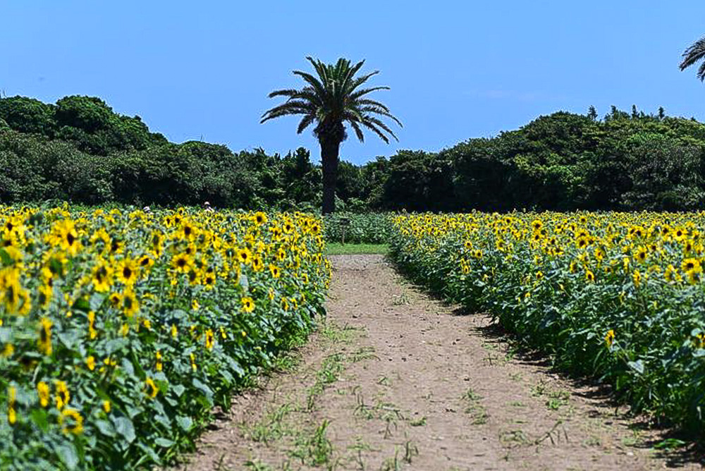 伊良湖菜の花ガーデン、ひまわり、8月夏の花、愛知県田原市の観光・撮影スポットの名所