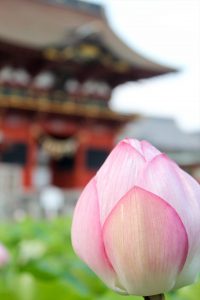 伊賀八幡宮、ハス、7月夏の花、愛知県岡崎市の観光・撮影スポットの写真や画像