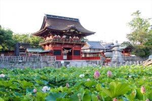 伊賀八幡宮、ハス、7月夏の花、愛知県岡崎市の観光・撮影スポットの写真や画像