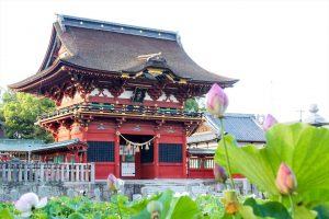 伊賀八幡宮、ハス、7月夏の花、愛知県岡崎市の観光・撮影スポットの写真や画像