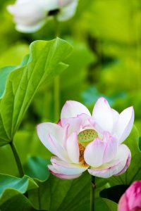 伊賀八幡宮、ハス、7月夏の花、愛知県岡崎市の観光・撮影スポットの写真や画像