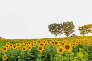 ひまわり　向日葵　愛知牧場　愛知県日進市の観光・撮影スポットの写真や画像
