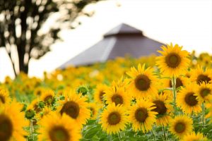 ひまわり　向日葵　愛知牧場　愛知県日進市の観光・撮影スポットの写真や画像