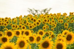 ひまわり　向日葵　愛知牧場　愛知県日進市の観光・撮影スポットの写真や画像