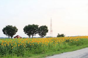 ひまわり　向日葵　愛知牧場　愛知県日進市の観光・撮影スポットの写真や画像