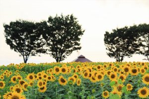 ひまわり　向日葵　愛知牧場　愛知県日進市の観光・撮影スポットの写真や画像