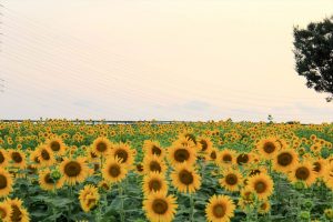 ひまわり　向日葵　愛知牧場　愛知県日進市の観光・撮影スポットの写真や画像