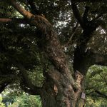 岡崎公園（松（大木））　愛知県岡崎市の観光・撮影スポットの写真や画像