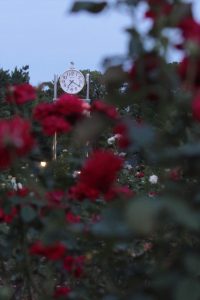 鶴舞公園（バラ）　名古屋市昭和区の観光・撮影スポットの写真や画像