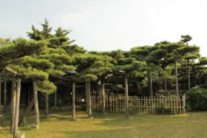 永安寺の雲竜の松(7月) 愛知県安城市の観光・撮影スポットの写真や画像