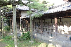 永安寺の雲竜の松(7月) 愛知県安城市の観光・撮影スポットの写真や画像