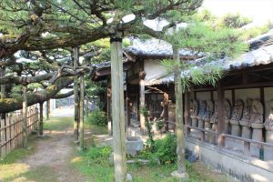 永安寺の雲竜の松(7月) 愛知県安城市の観光・撮影スポットの写真や画像