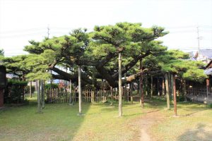 永安寺の雲竜の松(7月) 愛知県安城市の観光・撮影スポットの写真や画像