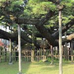永安寺の雲竜の松(7月) 愛知県安城市の観光・撮影スポットの写真や画像