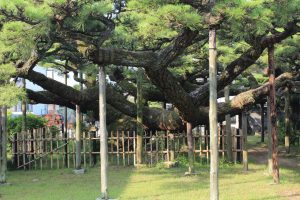 永安寺の雲竜の松(7月) 愛知県安城市の観光・撮影スポットの写真や画像