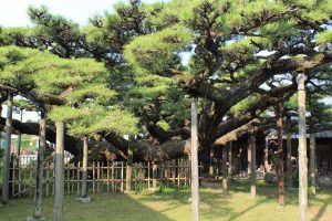 永安寺の雲竜の松(7月) 愛知県安城市の観光・撮影スポットの写真や画像