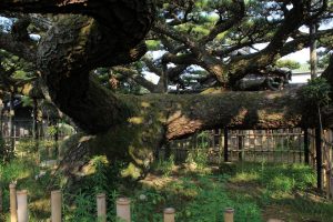 永安寺の雲竜の松(7月) 愛知県安城市の観光・撮影スポットの写真や画像