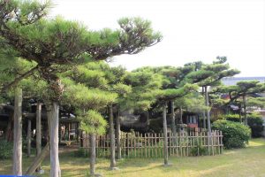 永安寺の雲竜の松(7月) 愛知県安城市の観光・撮影スポットの写真や画像