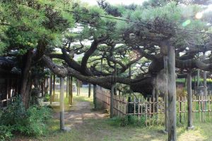 永安寺の雲竜の松(7月) 愛知県安城市の観光・撮影スポットの写真や画像