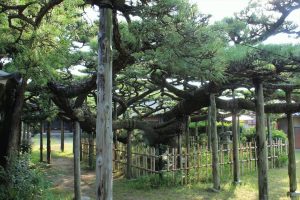 永安寺の雲竜の松(7月) 愛知県安城市の観光・撮影スポットの写真や画像