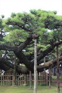 永安寺の雲竜の松(7月) 愛知県安城市の観光・撮影スポットの写真や画像