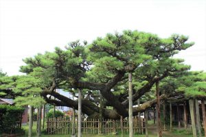 永安寺の雲竜の松(7月) 愛知県安城市の観光・撮影スポットの写真や画像