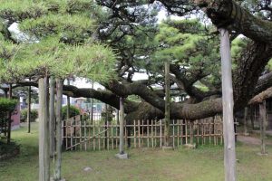 永安寺の雲竜の松(7月) 愛知県安城市の観光・撮影スポットの写真や画像