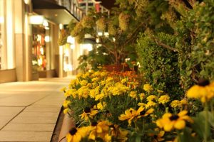 星ヶ丘テラス（花の通路・ライトアップ）　名古屋市千種区の観光・撮影スポットの写真や画像