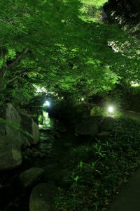 徳川園夜会　（ライトアップ）　名古屋市東区撮影スポットの写真や画像