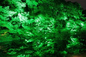 徳川園夜会　（ライトアップ）　名古屋市東区撮影スポットの写真や画像