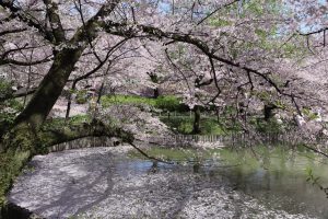 大池公園　桜　(4月)　愛知県東海市の観光・撮影スポットの写真や画像