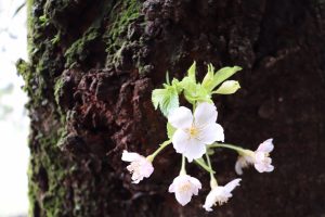 大池公園　桜　(4月)　愛知県東海市の観光・撮影スポットの写真や画像