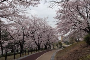 大池公園　桜　(4月)　愛知県東海市の観光・撮影スポットの写真や画像