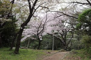 大池公園　桜　(4月)　愛知県東海市の観光・撮影スポットの写真や画像