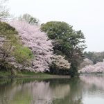 大池公園　桜　(4月)　愛知県東海市の観光・撮影スポットの写真や画像