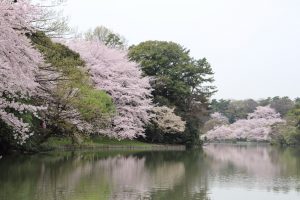 大池公園　桜　(4月)　愛知県東海市の観光・撮影スポットの写真や画像