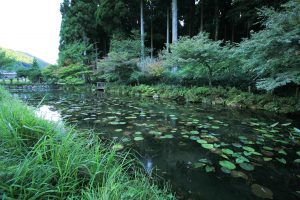 モネの池（9月）　岐阜県関市の観光・撮影スポットの写真や画像