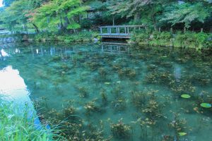 モネの池（9月）　岐阜県関市の観光・撮影スポットの写真や画像