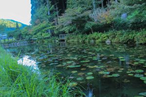 モネの池（9月）　岐阜県関市の観光・撮影スポットの写真や画像