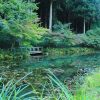 モネの池（9月）　岐阜県関市の観光・撮影スポットの写真や画像