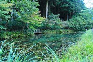 モネの池（9月）　岐阜県関市の観光・撮影スポットの写真や画像